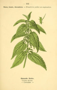 Nettle